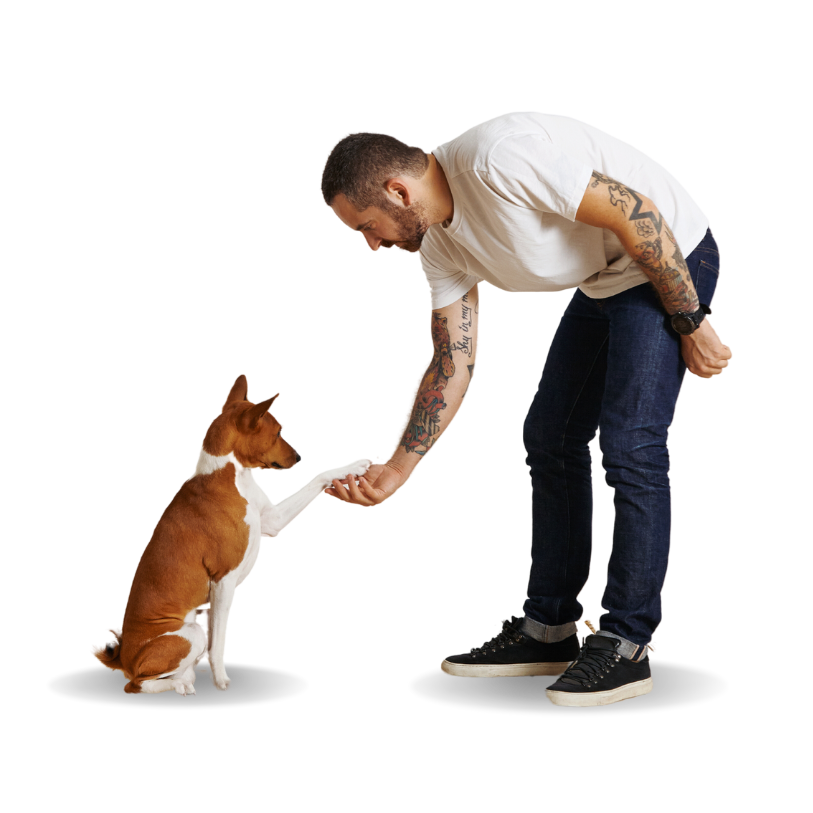 A man in a white shirt and jeans with tattoos on his arm, reaching down and holding the poor of a little brown and white dog